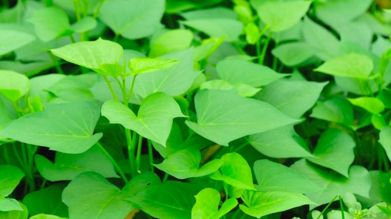 giảm cân loại rau giảm cân thuốc giảm cân ăn gì giảm cân ăn rau giảm cân rau khoai lang thực phẩm giúp giảm cân giảm cân nhanh nhất giảm cân bằng rau khoai lang giảm cân tại nhà giảm cân khoa học giảm cân lành mạnh giảm cân nên ăn gì